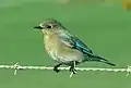 ♀