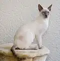 Un Siamois « lilac point ».