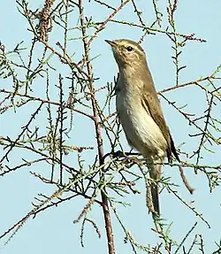 Oiseau perché sur une branche de face et dressé.