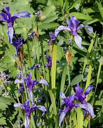 Description de l'image Sibiricae - Fleurs-2.jpg.