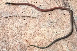 Description de l'image Sibynophis subpunctatus.JPG.