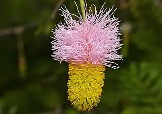 Détail de la fleur.
