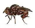 Mâle Sicus