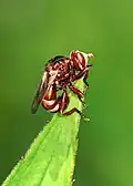 Femelle Sicus ferrugineus