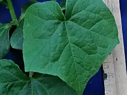 Feuille.