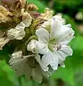 Sidalcea malachroides