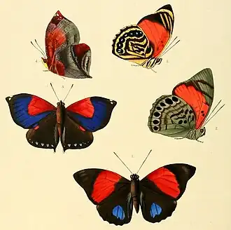 Description de l'image Siderone - Prepona = Agrias, detail.jpg.