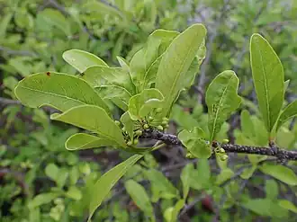 Description de l'image Sideroxylon lanuginosum kz01.jpg.