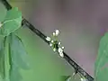 Fleurs