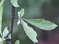 Fleurs
