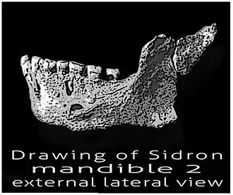 Image illustrative de l’article Grotte d'El Sidrón