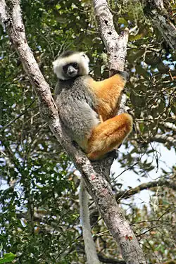 Un propithèque à diadèmes (un lémurien au dos noir et gris, une tête blanche et noire, les membres orange-roux, les mains noires et des jambes et une queue longues) grimpant à un arbre.