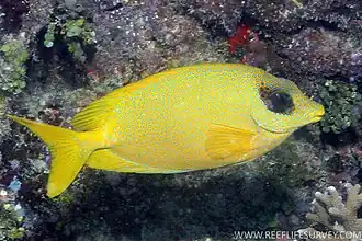 Siganus corallinus