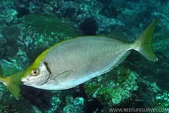 Siganus fuscescens