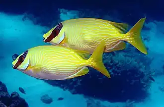 Siganus puellus