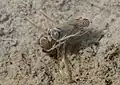 Sigara striata, accouplement, Autriche