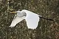 Une Grande Aigrette en vol.