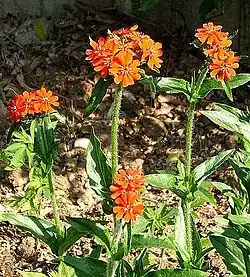 Silene chalcedonica