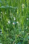 Silene colorata