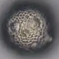 Grain de pollen (400 X)