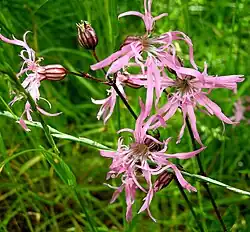Silene flos-cuculi