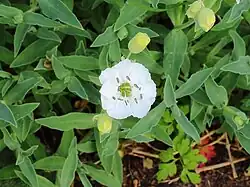 Silene maritima