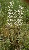 Silene viscosa