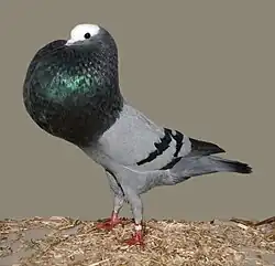 Boulant de Silésie moyen sur pattes(D/323)