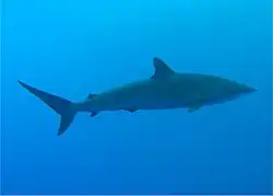 Vue de côté et sous l'eau d'un requin, au corps fuselé avec un museau pointu et une petite nageoire dorsale.