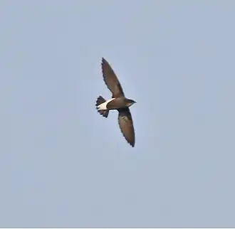 Description de l'image Silver-backedNeedletail.jpg.