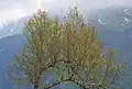 Arbre tordu dans l'Himalaya