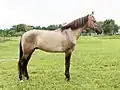 Cheval de race Campolina à la robe souris dans des nuances marronées, présentant une bande scapulaire noire.