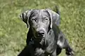 Labrador de couleur silver.