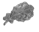 Silver oak leaf cluster