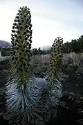 Argyroxiphium sandwicense