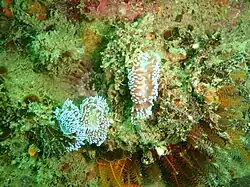 Janolus capensis.