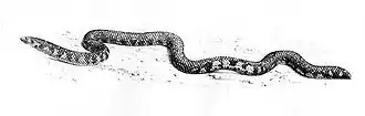 Description de l'image Silybura_melanogaster.jpg.