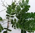rameau feuillé et fertile de Simarouba amara