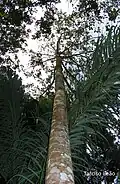houppier de Simarouba amara