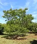 Simarouba amara cultivé dans un parc à Homestead (Floride, USA)