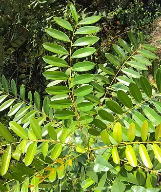 Description de l'image Simarouba glauca.jpg.