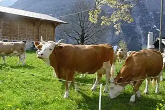 Fleckvieh bavaroise