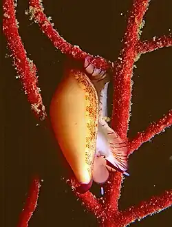 Simnia spelta
