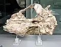 Vue du dessous d'un crâne de Simocyon batalleri
