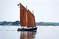Un sinagot dans le golfe du Morbihan
