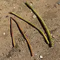 Feuillage tombé au sol