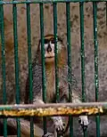 Singe
