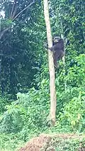 Singe grimpant à un arbre