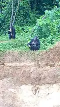 Groupe de singes mangeant des bananes