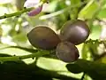 Fruits.